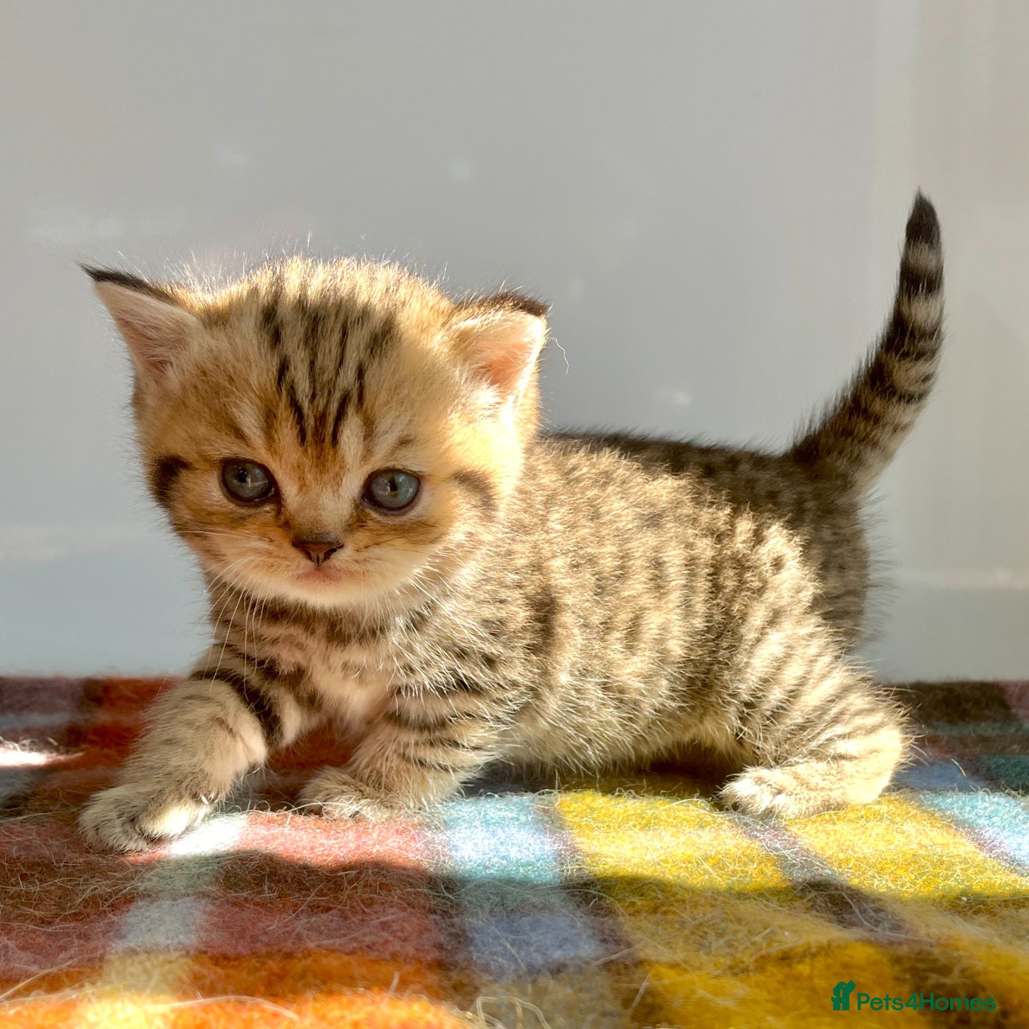 British Shorthair cats Golden Spotted Tabby British Shorthair Female - Advert 5