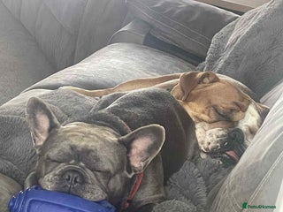 English Bulldog dogs - Advert 22
