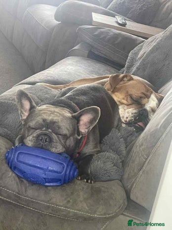 English Bulldog dogs - Advert 3