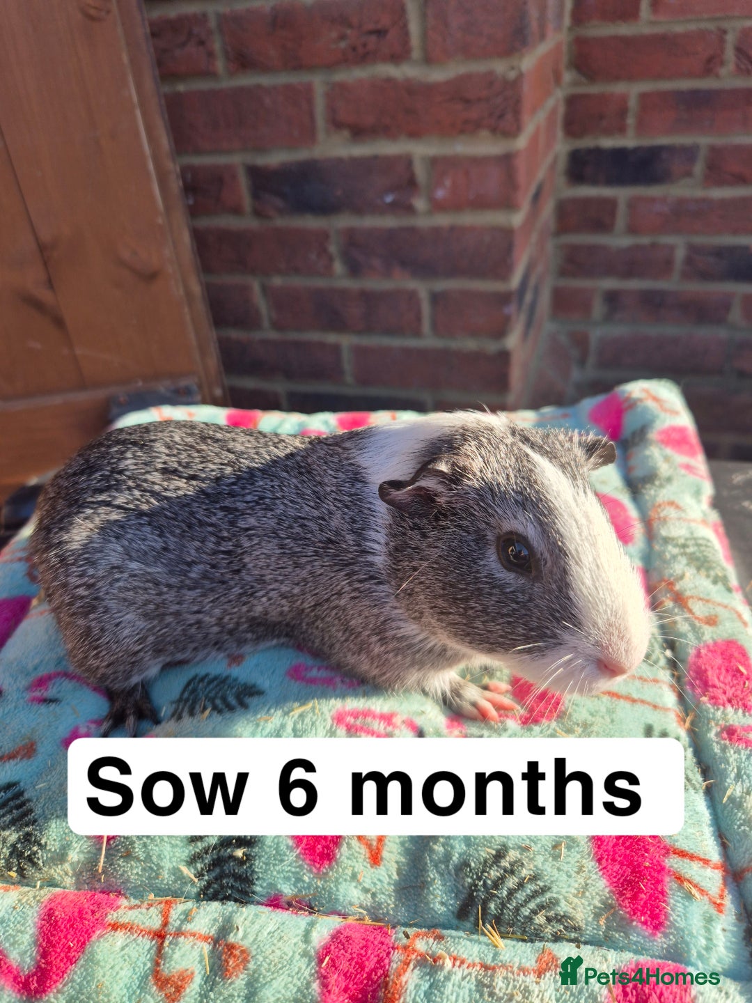 Guinea Pig rodents for sale: Guinea pigs  - Advert 3