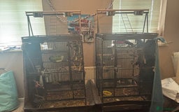Cockatiels birds for sale: Eight birds for sale and 3 large cages £810 - Image 1