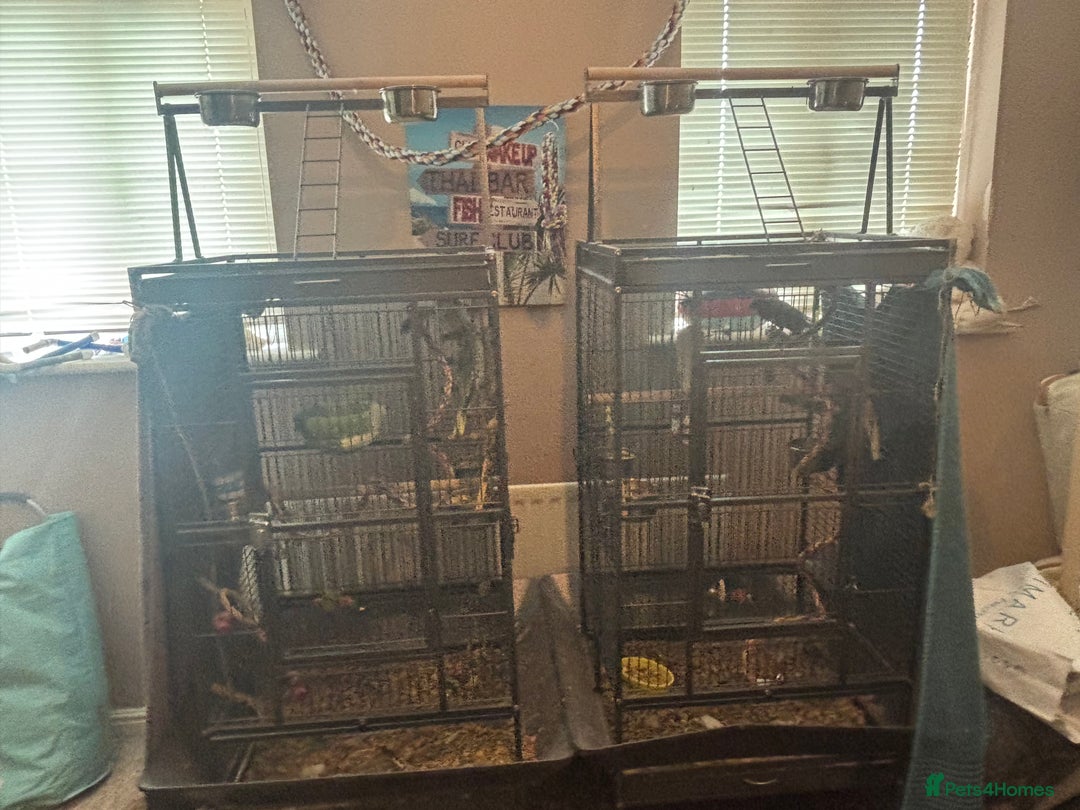 Cockatiels birds for sale: Eight birds for sale and 3 large cages £810 - Image 1