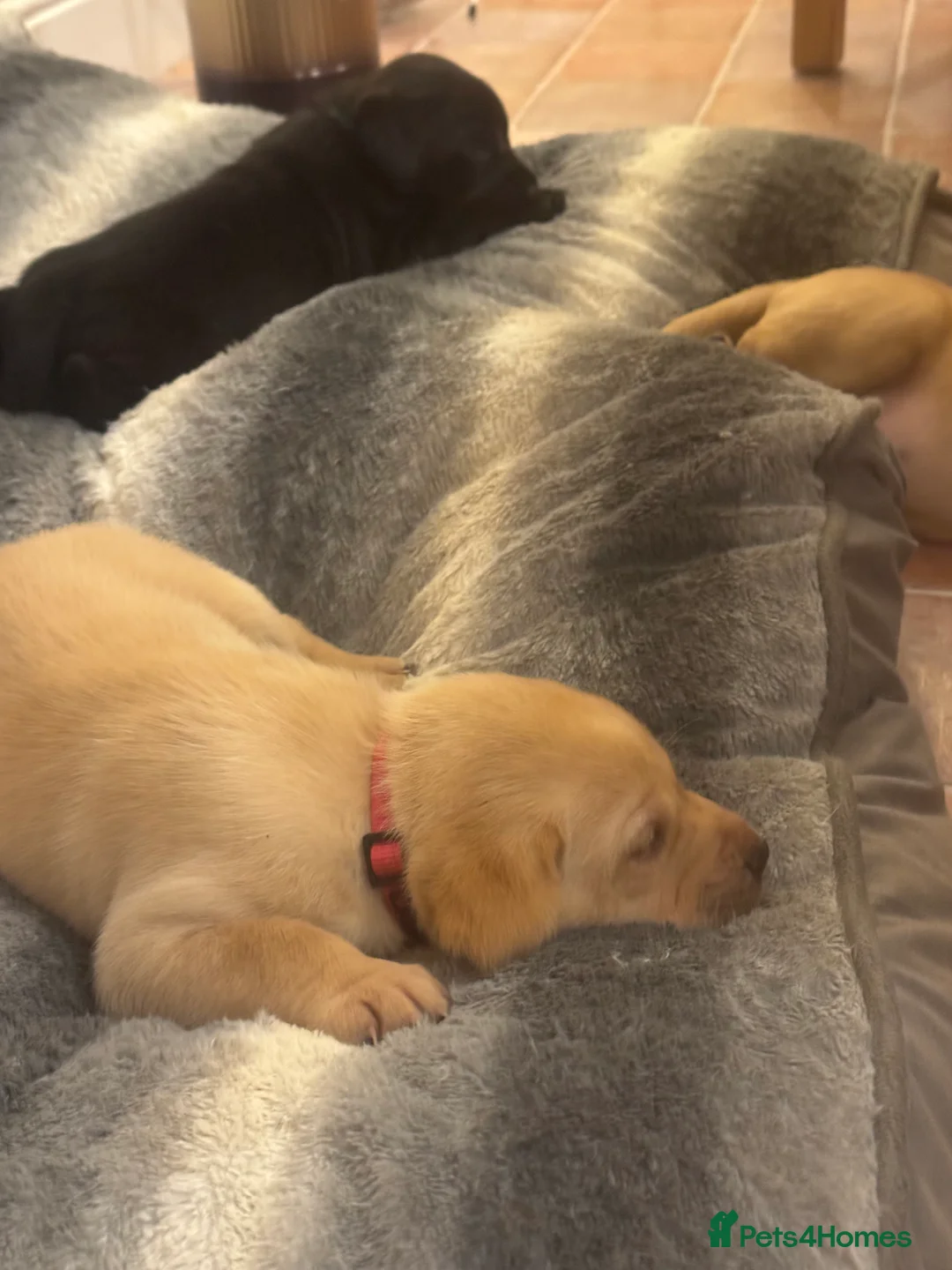 Labrador Retriever dogs for sale: Beautiful fox red male pups - Advert 6