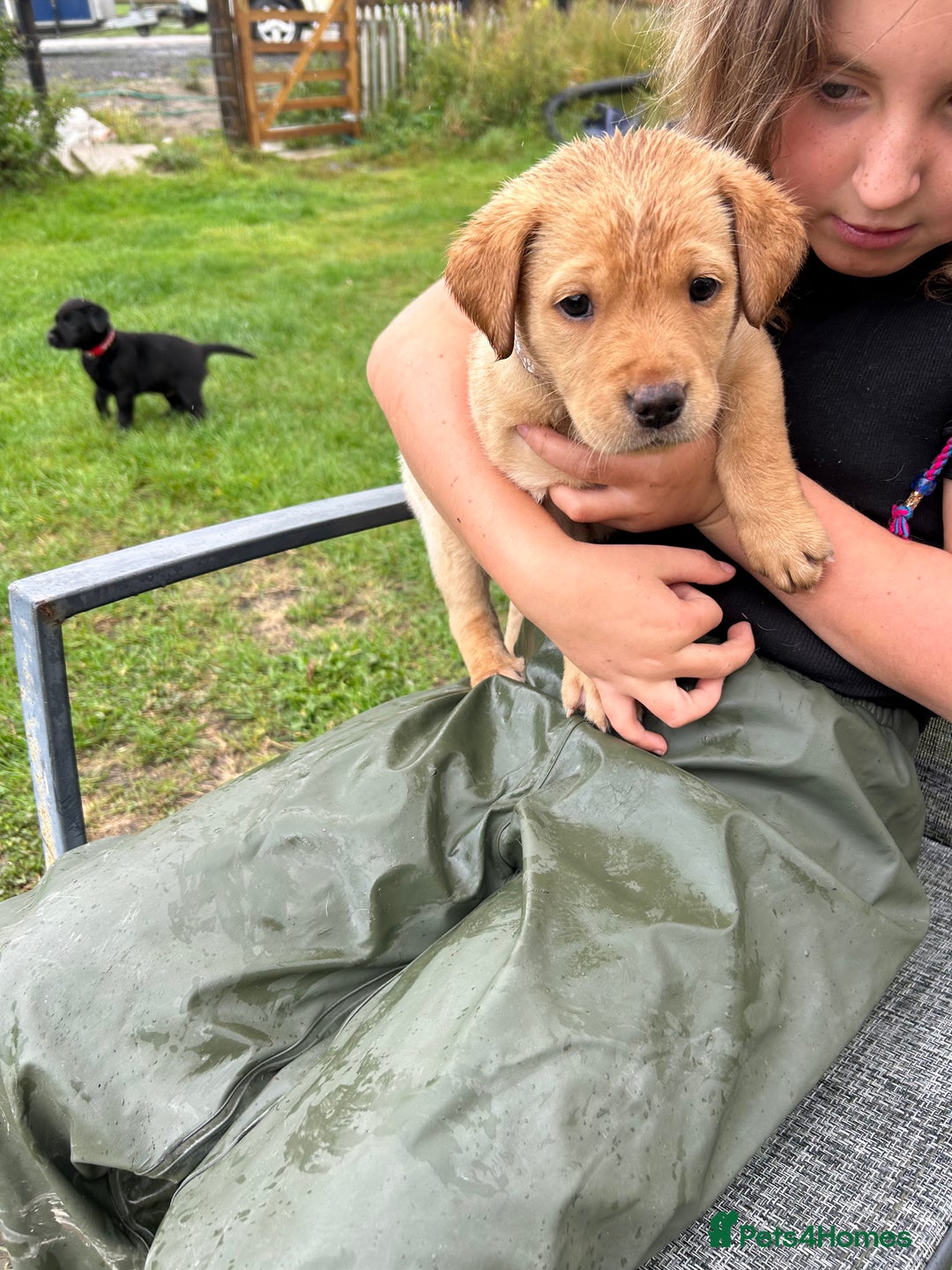 Labrador Retriever dogs for sale: Labrador retrievers  - Image 5