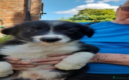 Sprollie dogs for sale: Border Collie x Springer Spaniel pups - Image 5