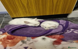 Mixed Breed cats for sale: Adorable Kittens looking for Their Forever Home - Image 4