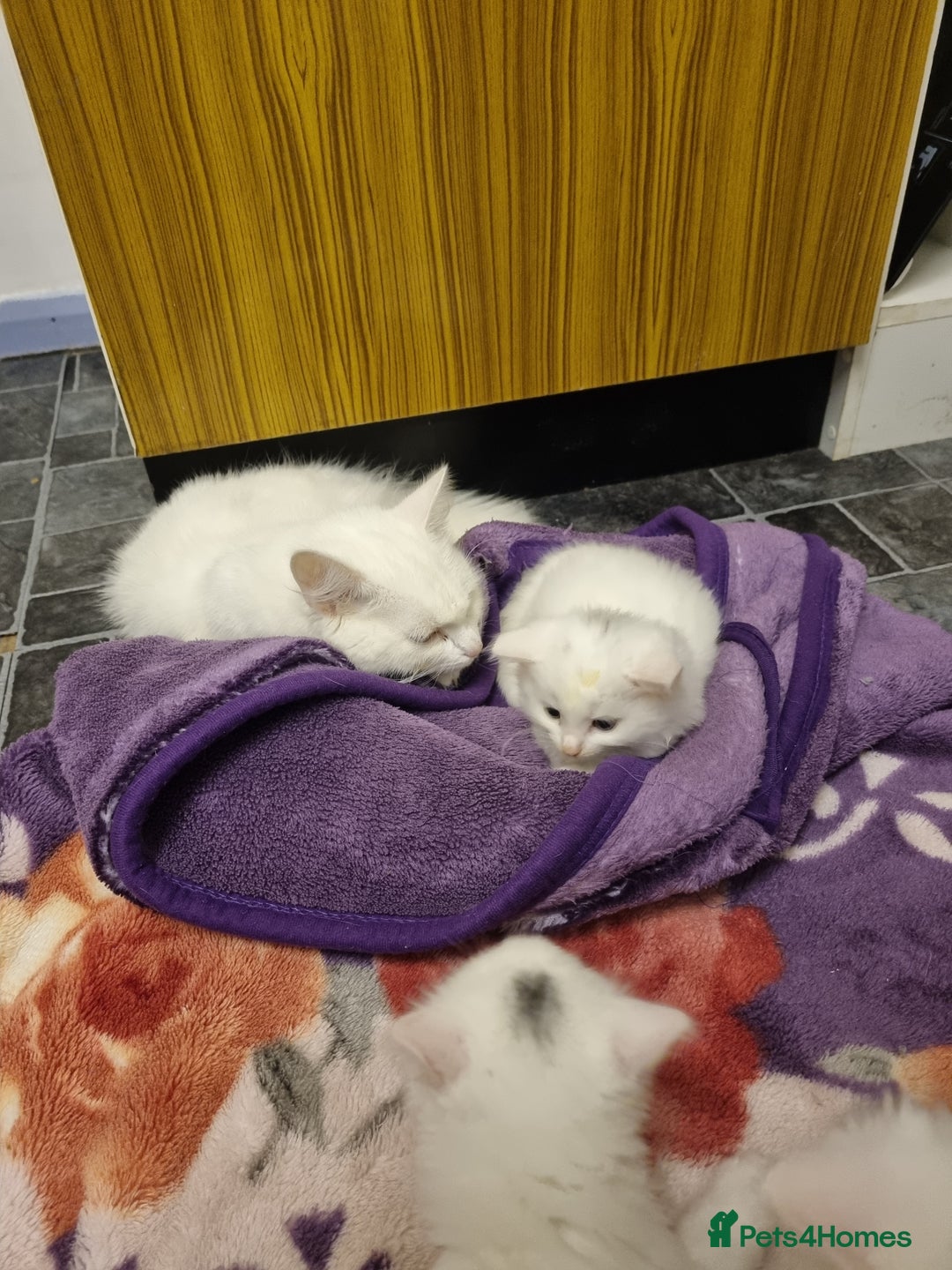 Mixed Breed cats for sale: Adorable Kittens looking for Their Forever Home - Image 4