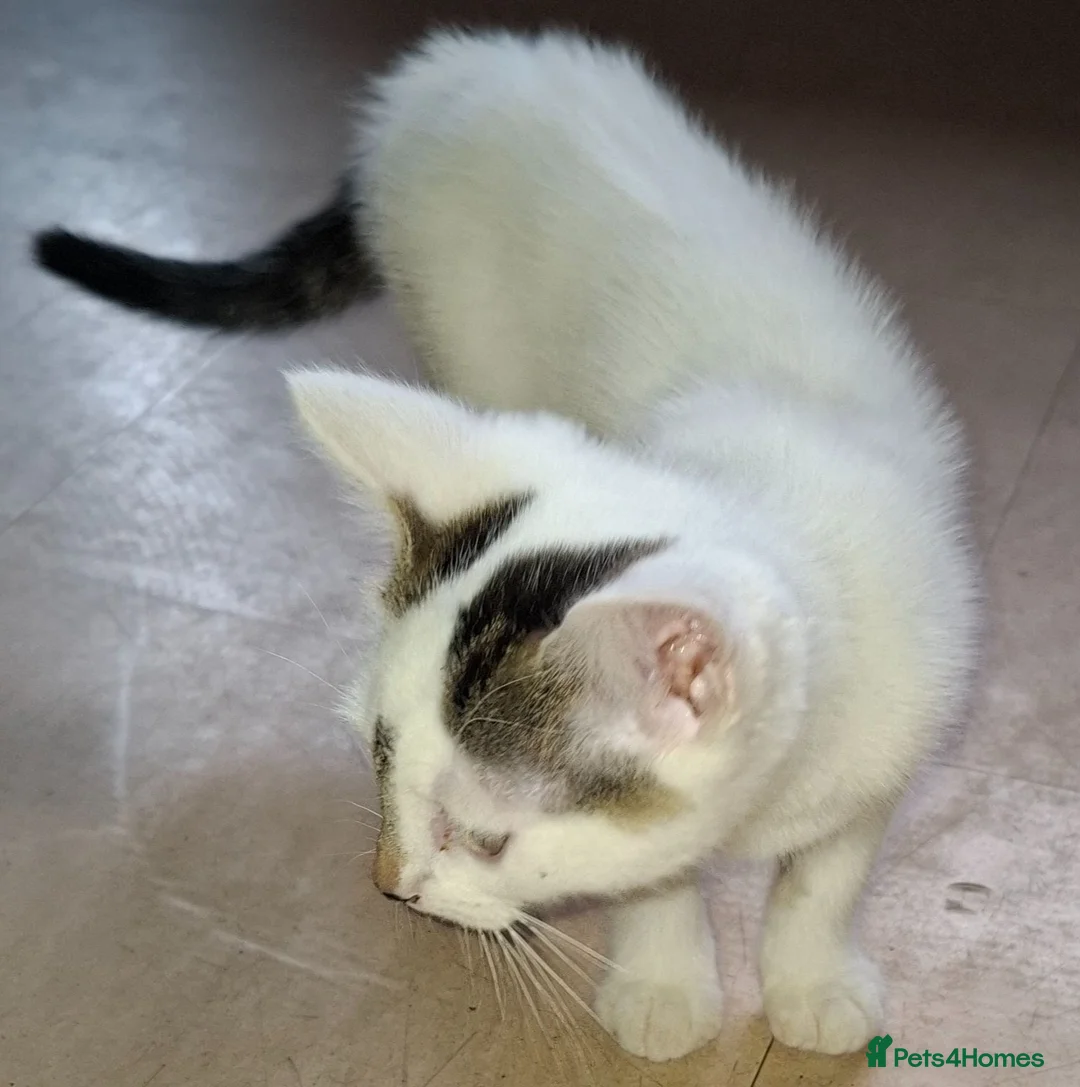 Domestic Shorthair cats for sale: Available Now! 11 Week Old Kittens x3 - Advert 12