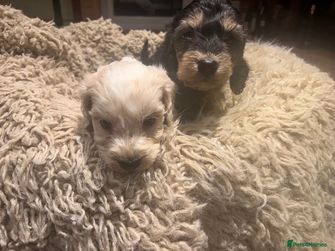 Cockapoo dogs for sale: F1 Cockerpo litter  - Advert 1