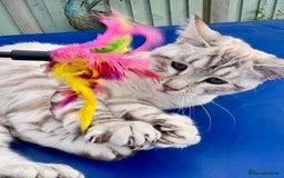 Savannah cats for sale: Breath taking rare girl - Image 5