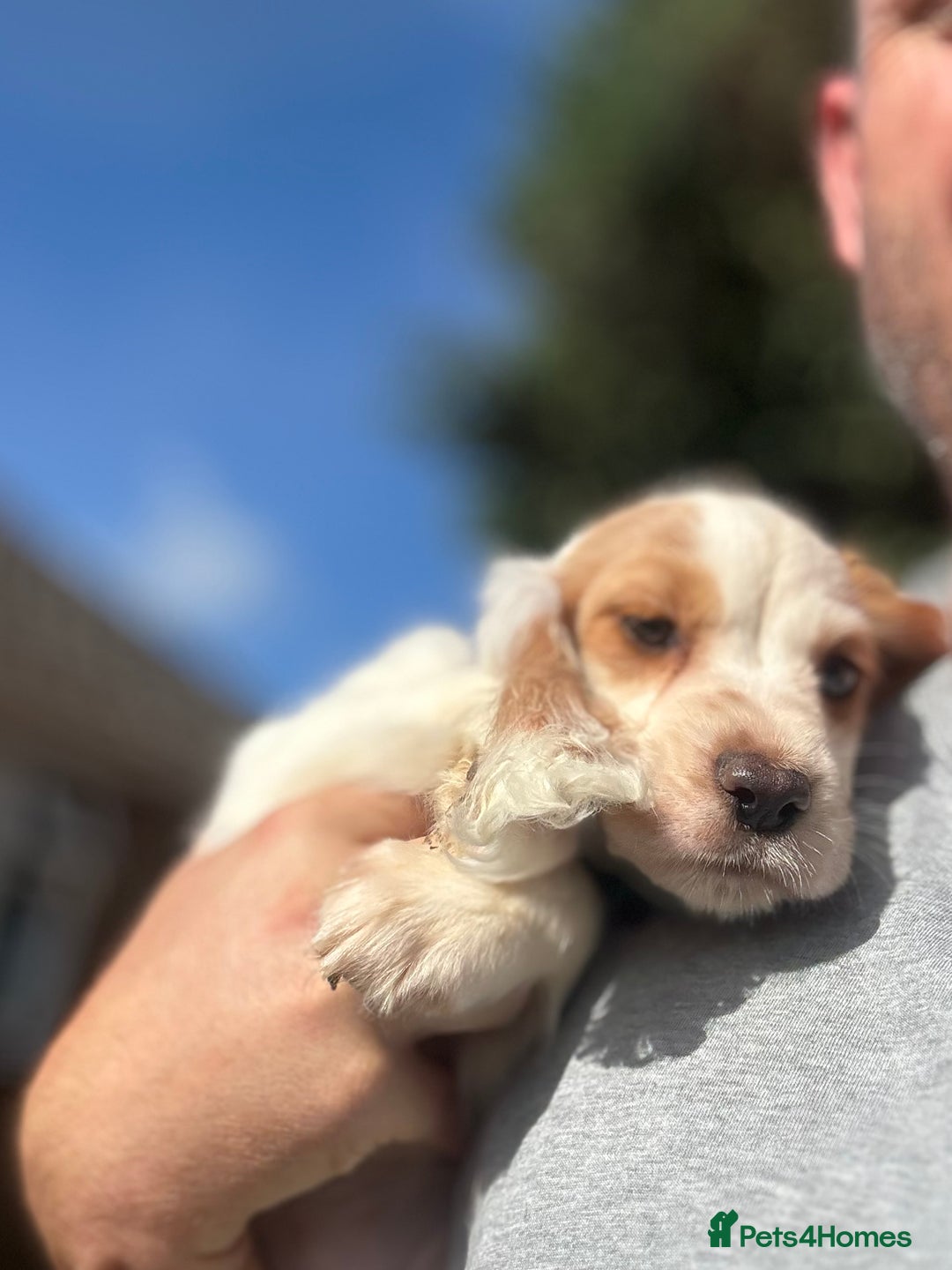 Cocker Spaniel dogs for sale: Cocker Spaniel Puppies (10 weeks - Ready to go) - Image 8