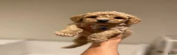 Cavapoochon dogs for sale: Exceptional Extensively health tested cavapoochon - Advert 3