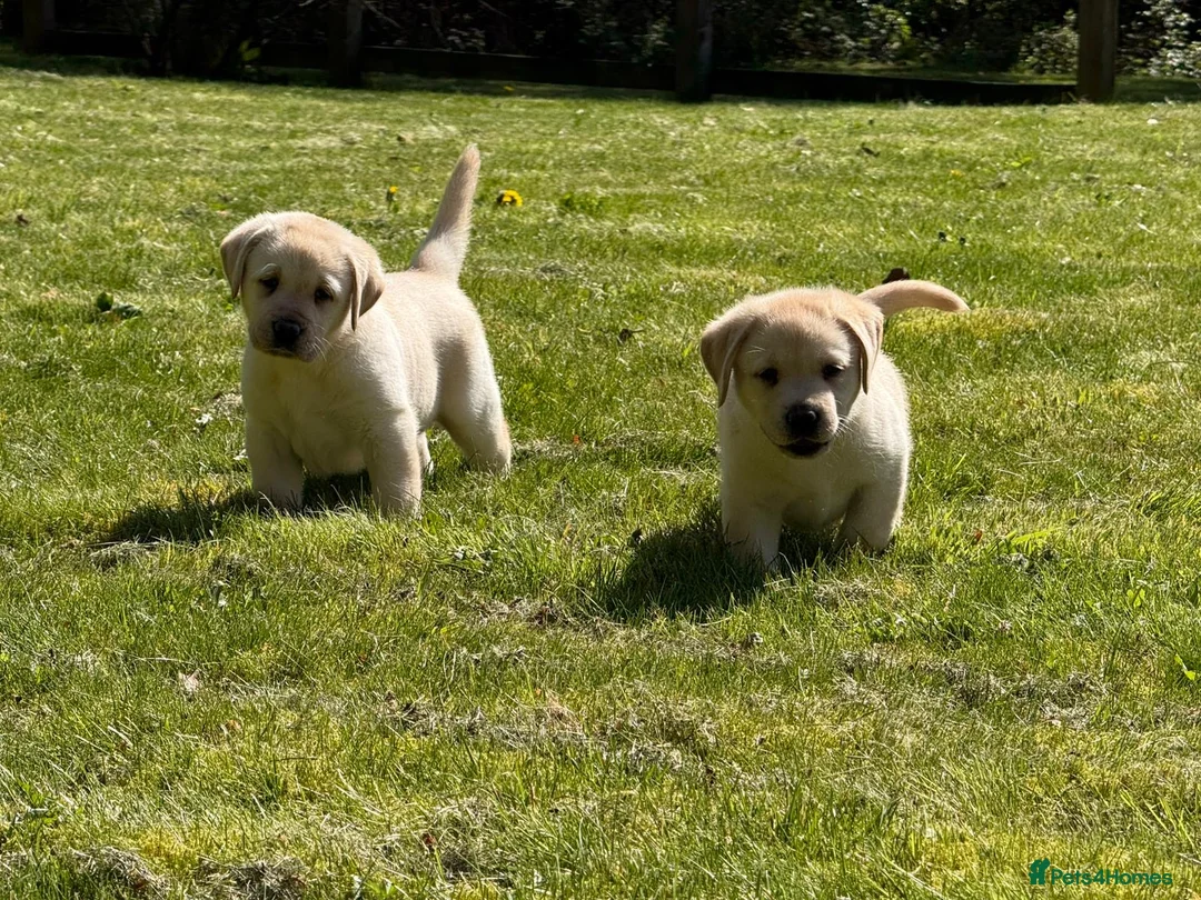 Labrador Retriever dogs for sale: Super chunky puppies - Advert 3