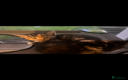 Mixed Breed cats for sale: Kittens for sale  - Image 7