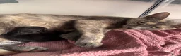 Mixed Breed cats for sale: 4 playful kittens ready for their new home - Advert 20