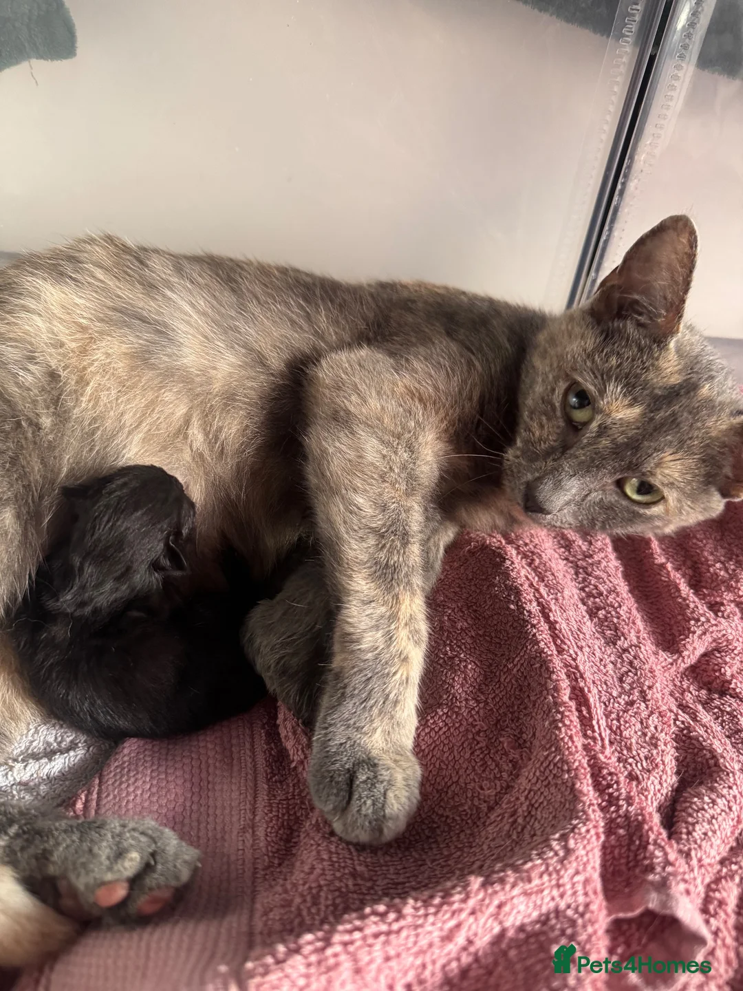 Mixed Breed cats for sale: 4 playful kittens ready for their new home - Advert 20