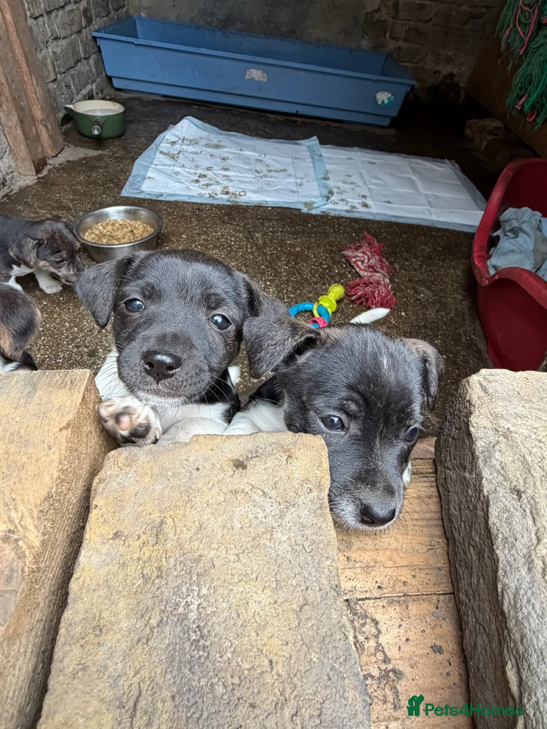 Jack Russell dogs for sale: Jack Russell puppies - Advert 1