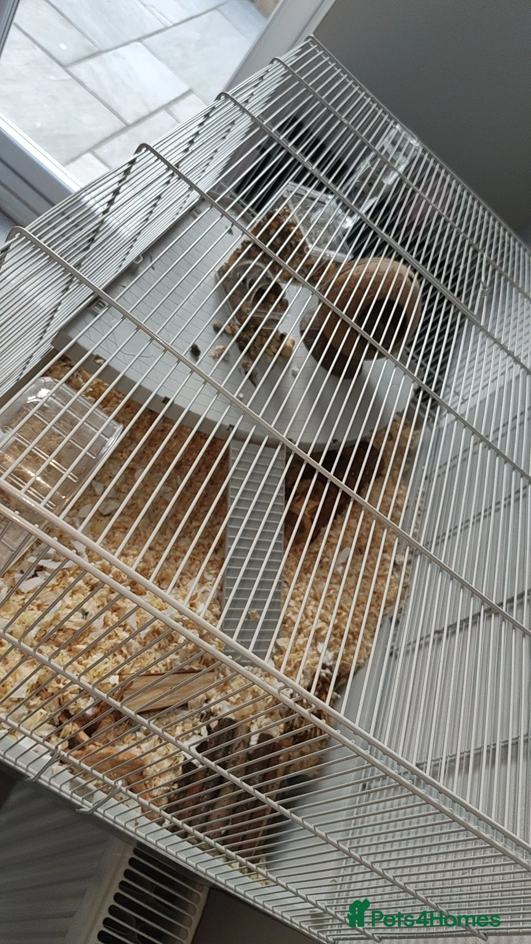 Hamster rodents for sale: Dwarf hamster with full setup and accessories  - Advert 2