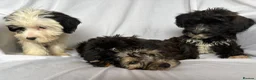 Mixed Breed dogs for sale: Sealyham X Poodle Puppies  - Advert 23