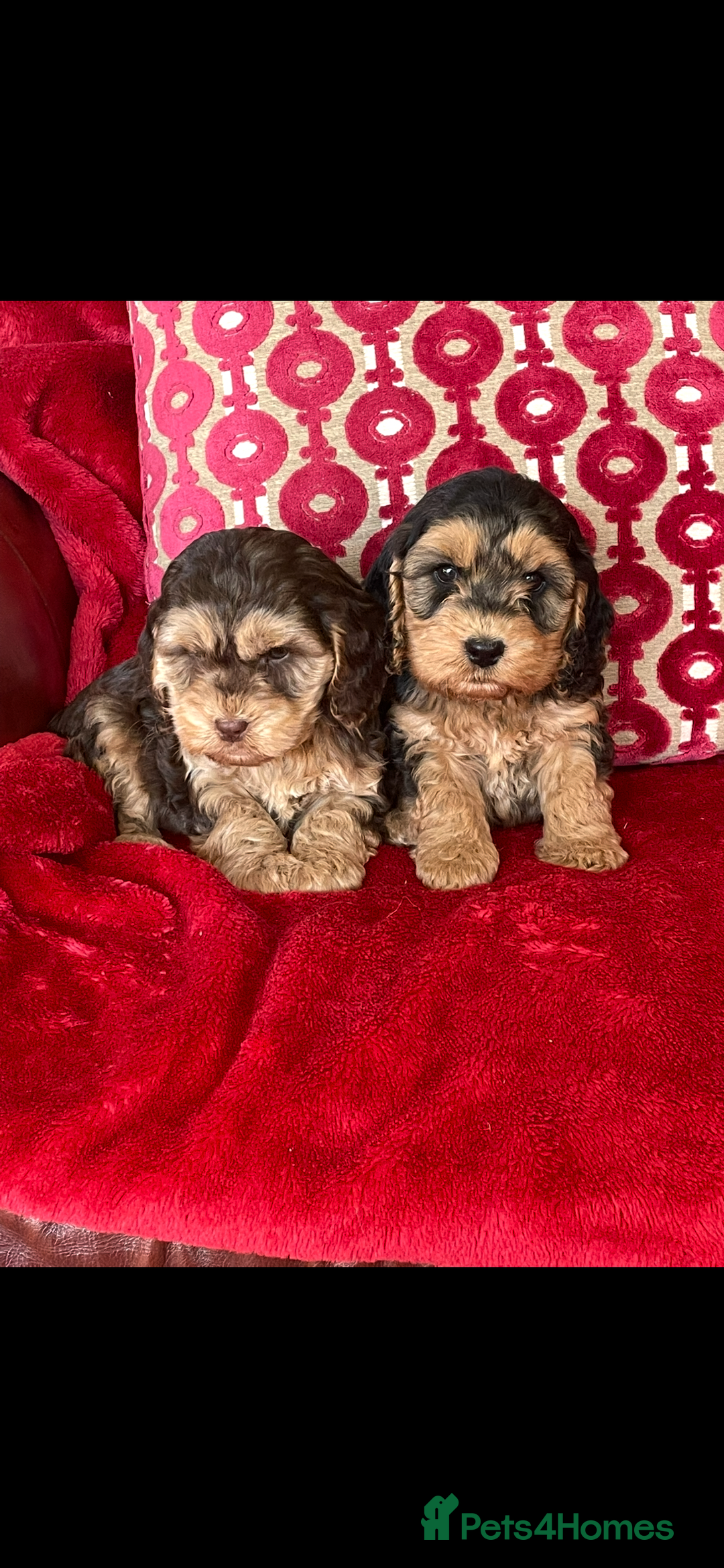 Cockapoo dogs for sale: Cockapoos - Advert 2