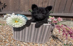 German Shepherd dogs for sale: Ready to go German Shepherd Alsatian puppies - Image 5