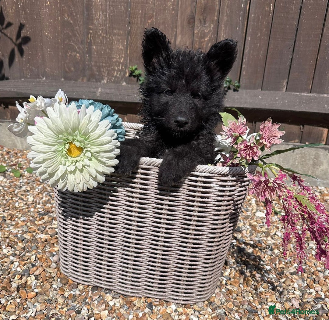 German Shepherd dogs for sale: Ready to go German Shepherd Alsatian puppies - Image 5