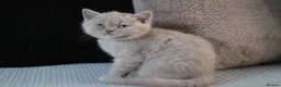 British Shorthair cats for sale: TICA British Shorthair & Longhair Kittens  - Advert 26