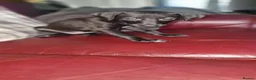 Mixed Breed dogs for sale: Whippet X Lurcher Puppies - Advert 5