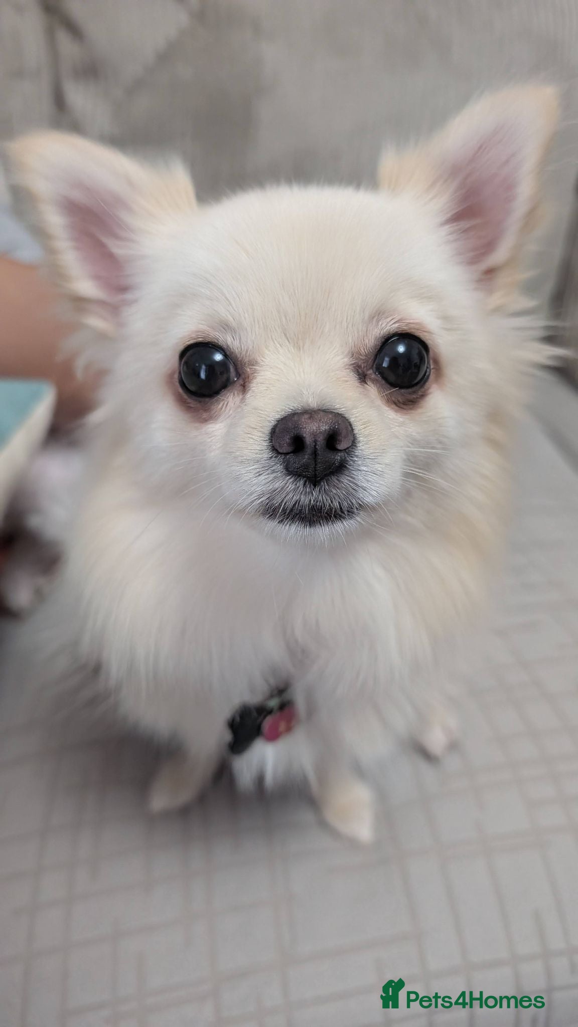 Pomchi dogs Sweet Pomchi (Crate & Pad Trained!) - Advert 16