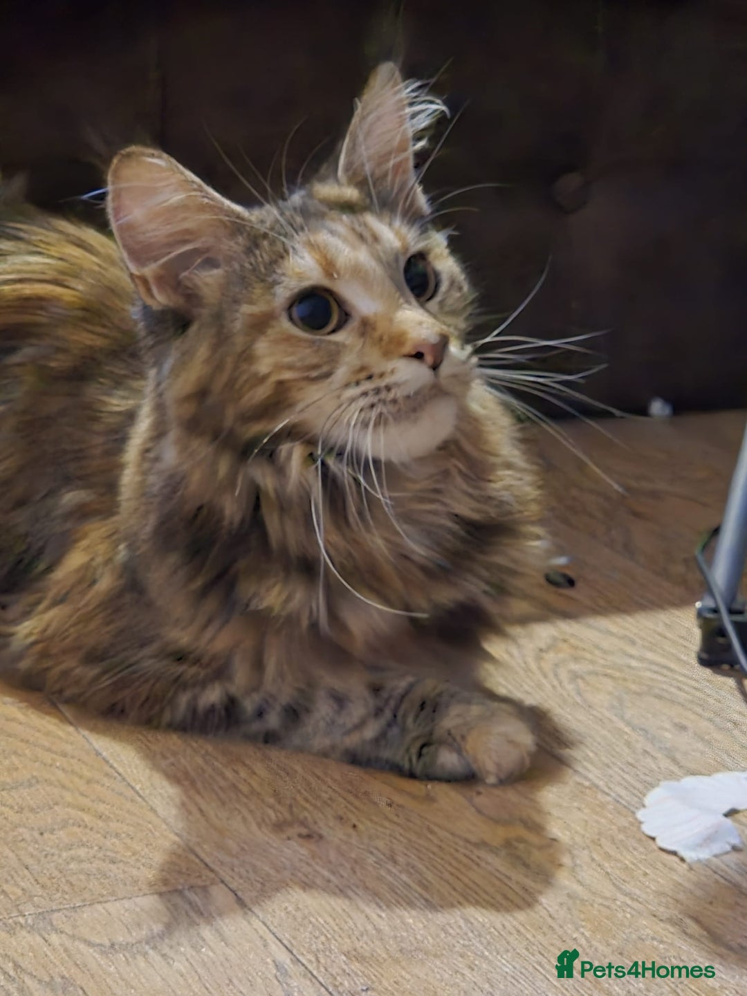 Maine Coon cats for sale: 8 month old Mainecoon - Advert 5