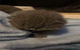 British Shorthair cats for sale: Pure British shorthair kittens  - Advert 3