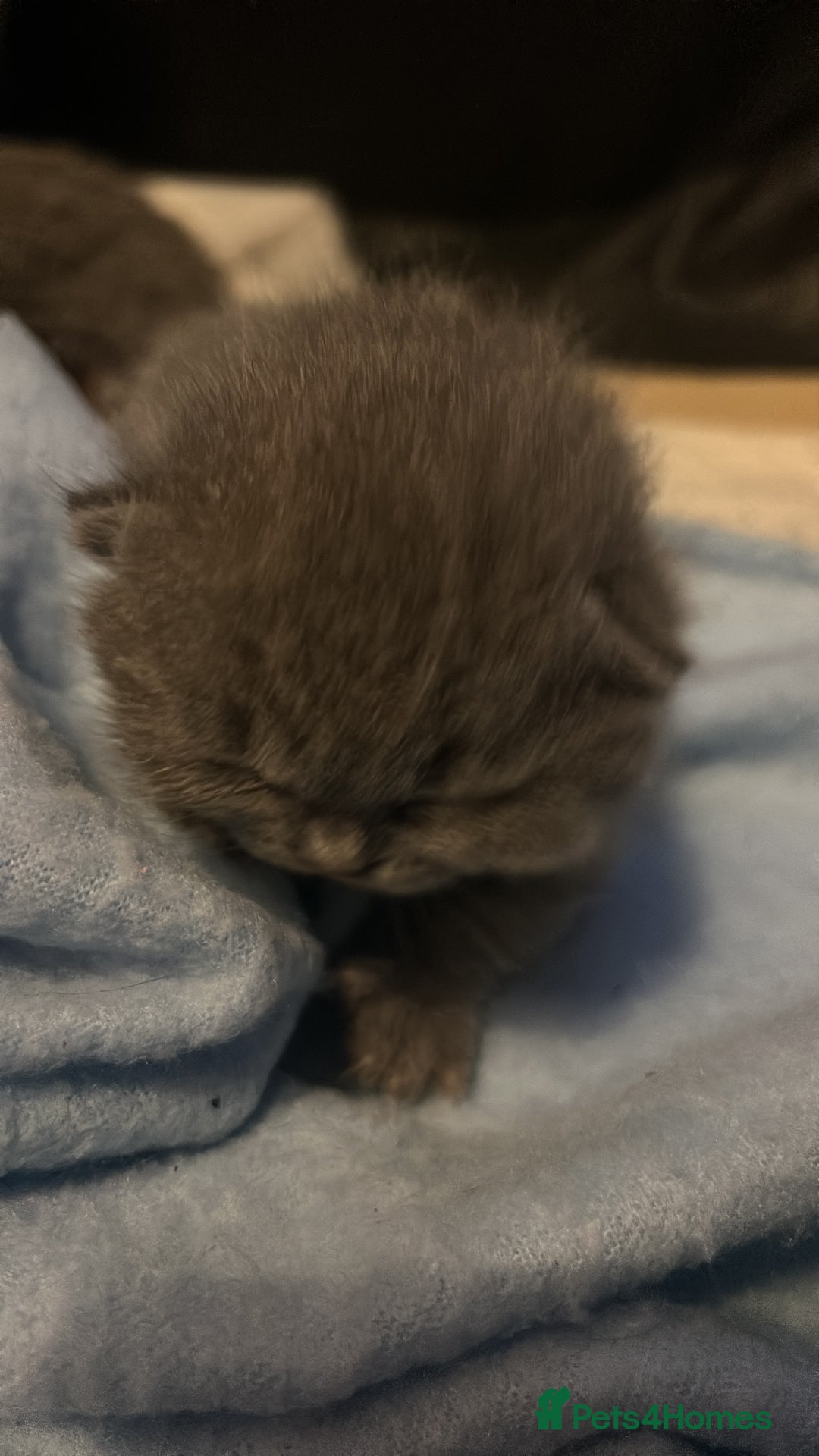 British Shorthair cats for sale: Pure British shorthair kittens  - Advert 3