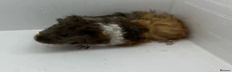 Guinea Pig rodents for sale: Stunning! Female & Male Baby Alpaca Guineapigs  - Advert 3