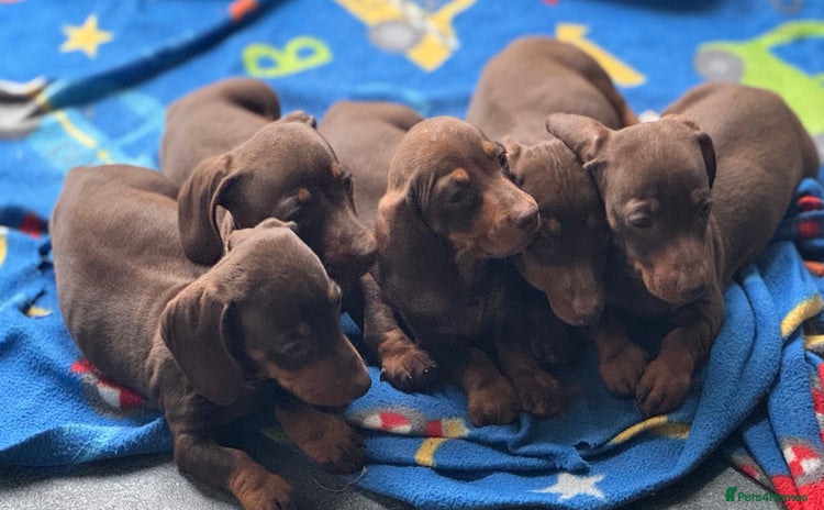 Miniature Dachshund dogs - Advert 6