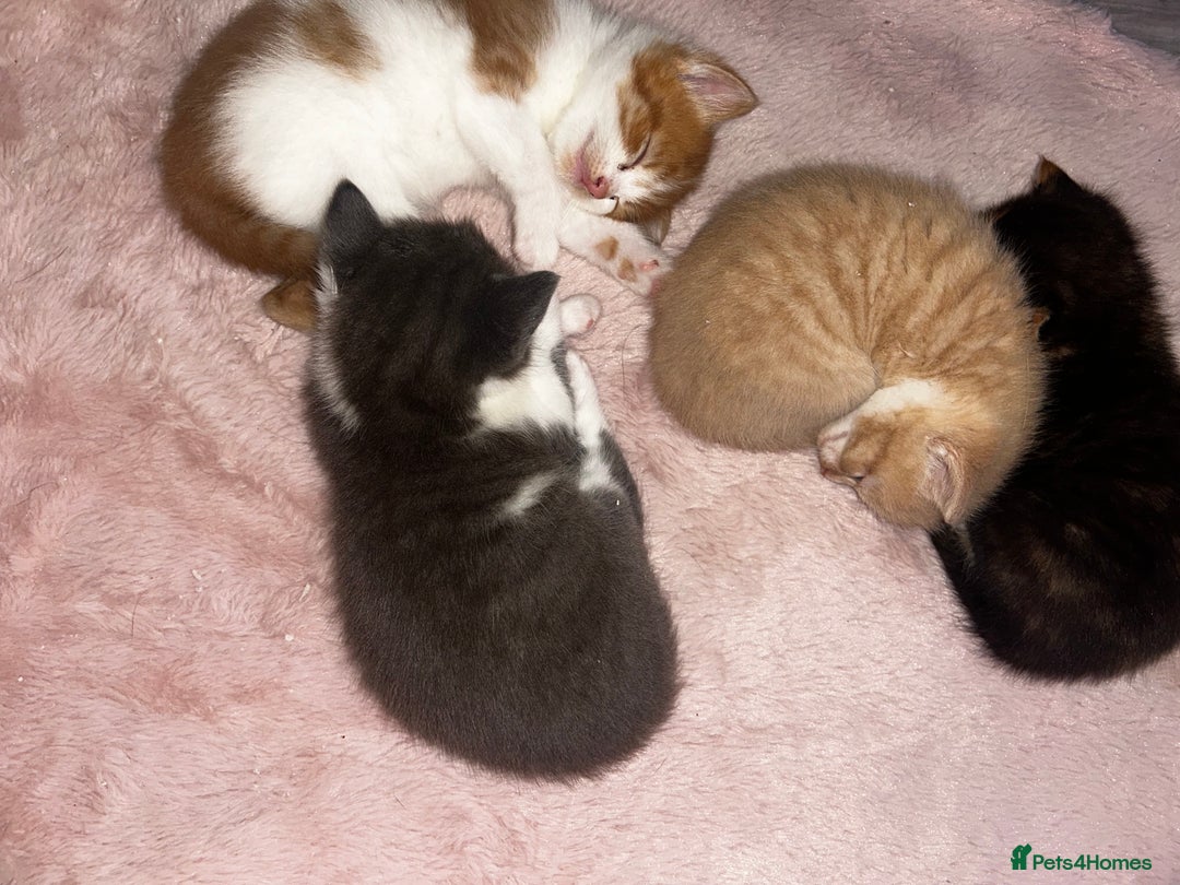 British Shorthair cats for sale: Four Adorable Kittens 🤍 - Advert 9