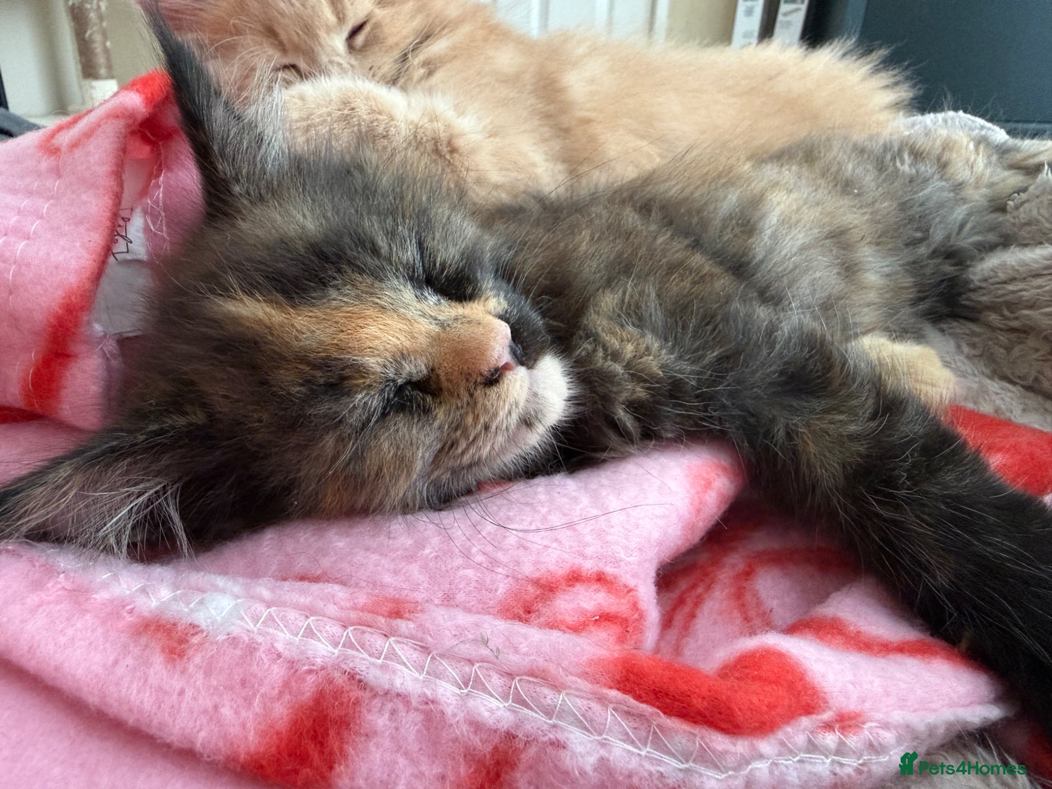 Maine Coon cats Stunning XL Maine Coon Kittens - Advert 9