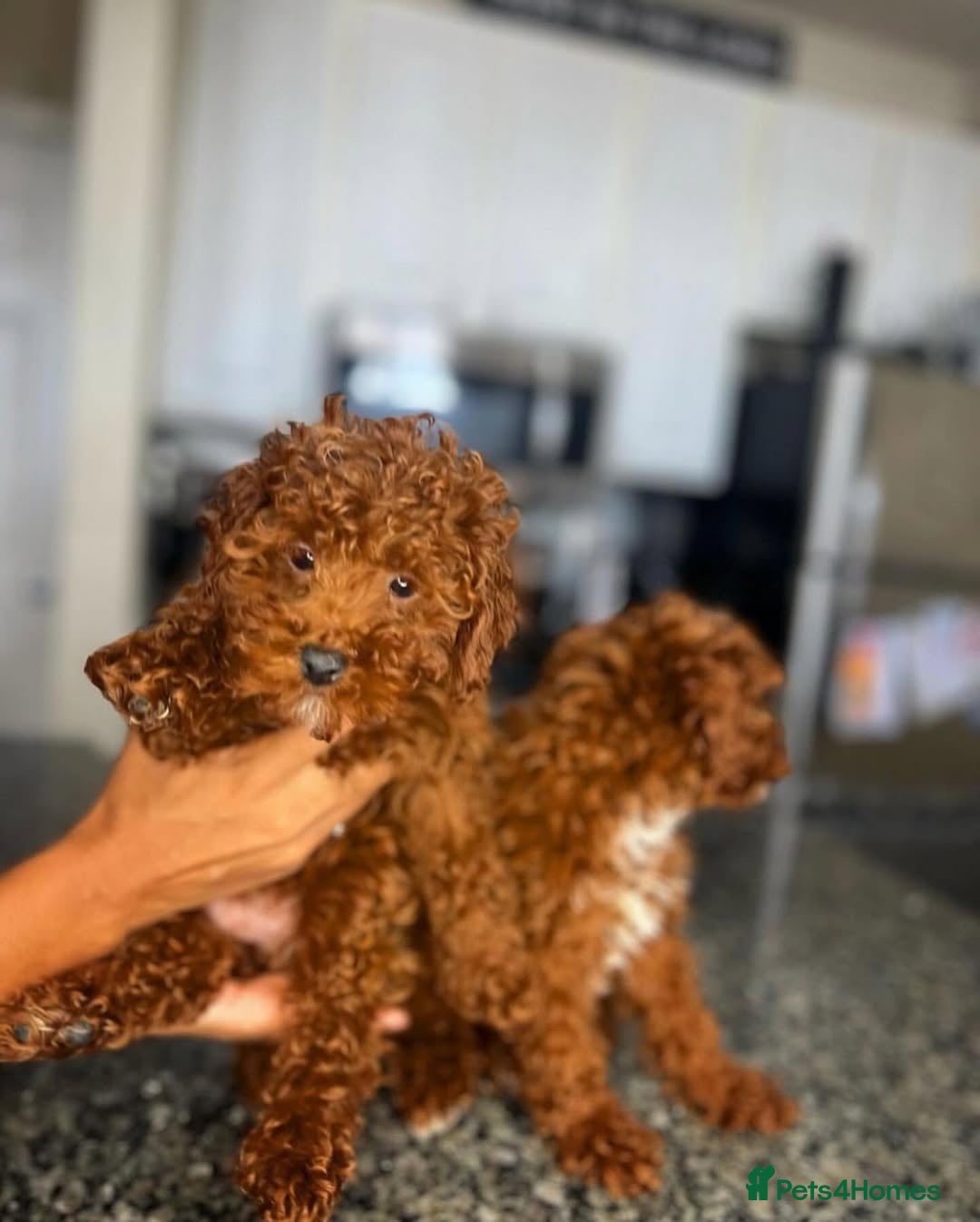 Toy Poodle dogs for sale: 🌸 Toy Poodle Puppies– Tiny Hearts Full of Love 🌸 - Image 2