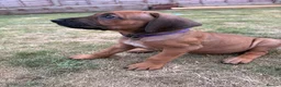 Rhodesian Ridgeback dogs for sale: Rhodesian Ridgeback puppies, health tested kc reg - Advert 15