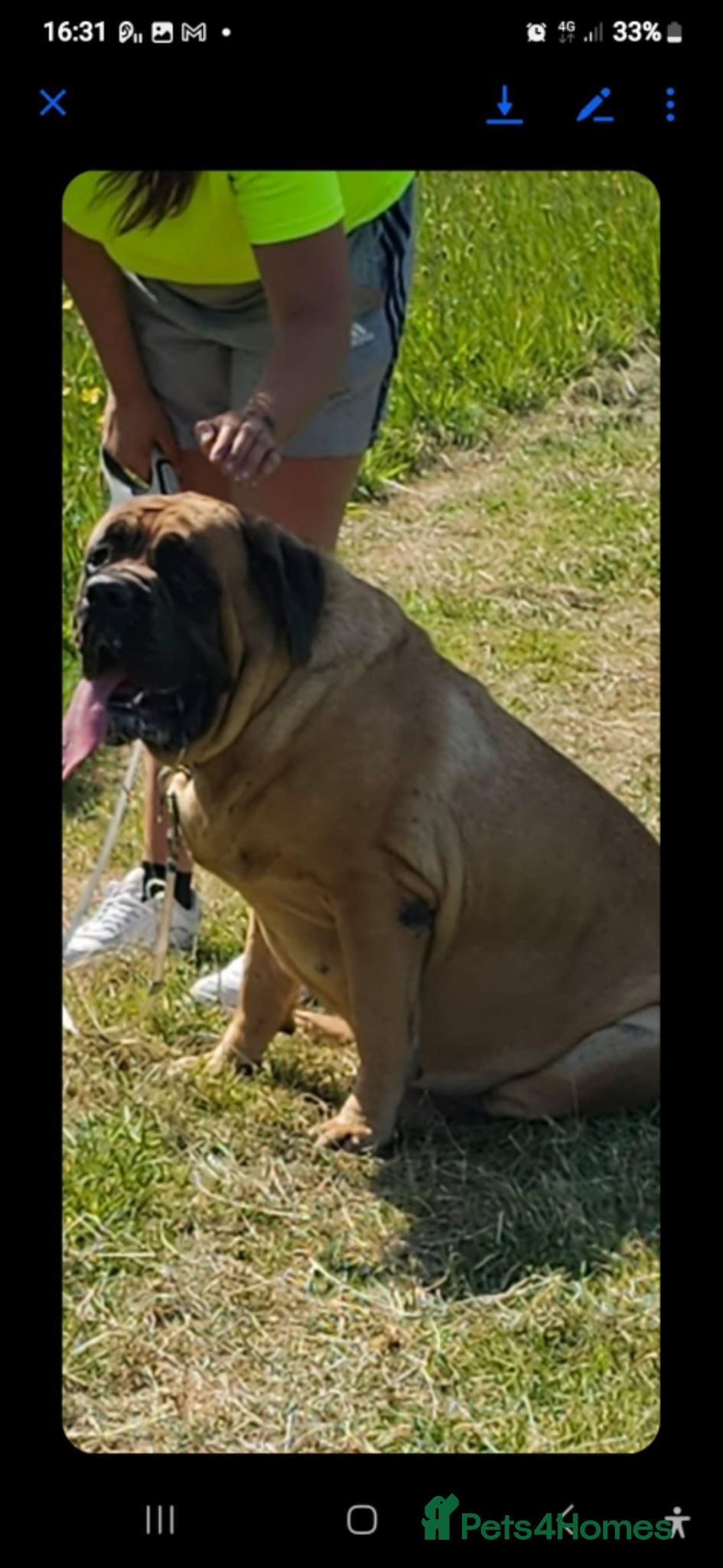 Mastiff dogs English mastiff pair kc reg - Advert 11