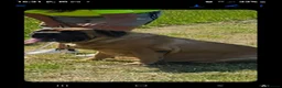 Mastiff dogs for sale: English mastiff pair kc reg - Advert 1