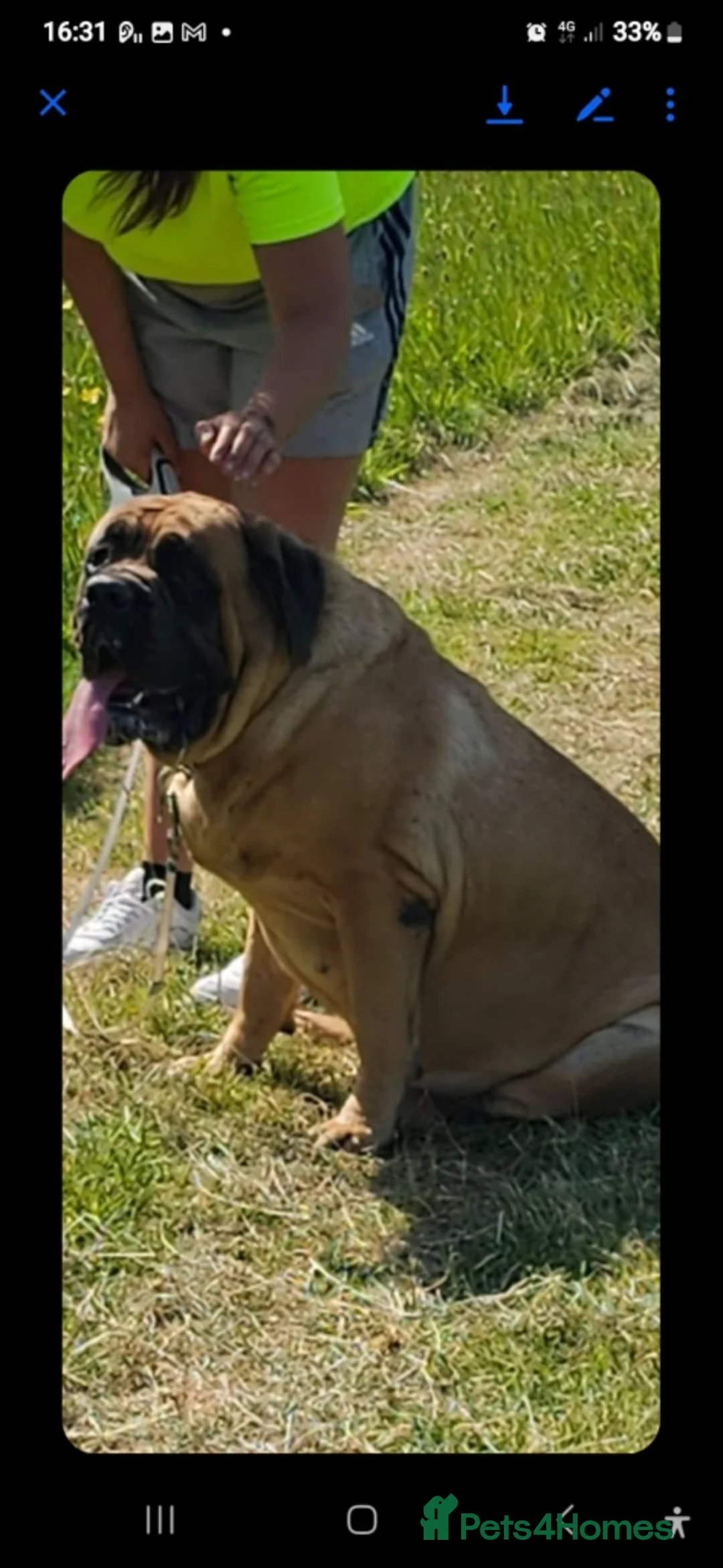 Mastiff dogs for sale: English mastiff pair kc reg - Advert 1