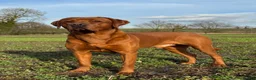 Labrador Retriever dogs for stud: Perfect 0/0 Hips & Elbows Dark Fox Red Labrador ⭐️ - Advert 11