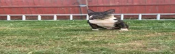 English Bull Terrier dogs for stud: Tri English bull terrier stud proven - Advert 4
