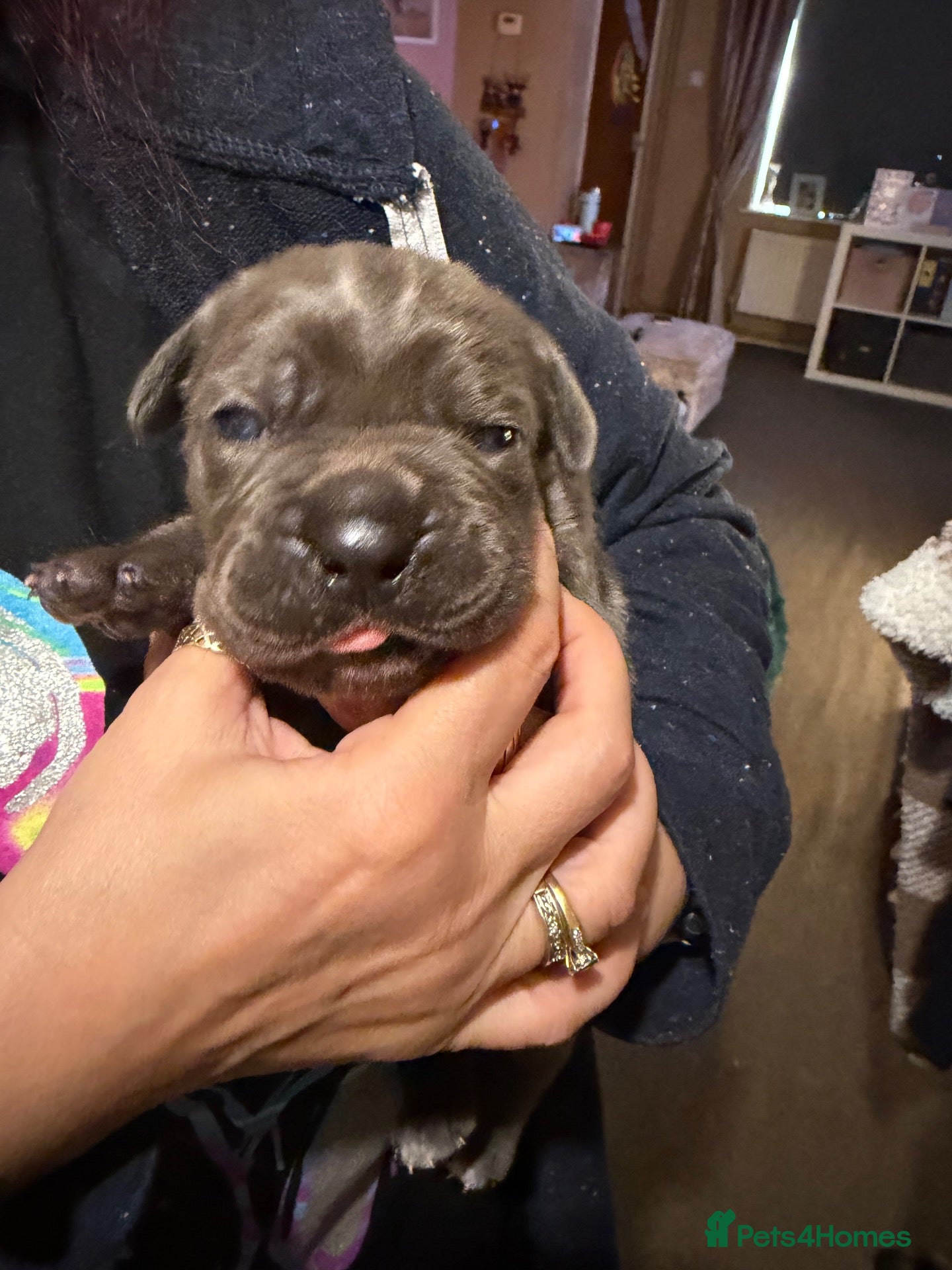 Cane Corso dogs Cane corso puppies  - Advert 1