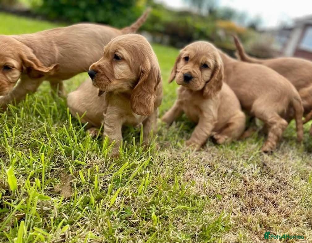 Cocker Spaniel dogs Stunning Showtype cocker spaniel puppies  - Advert 1