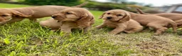 Cocker Spaniel dogs for sale: Stunning Showtype cocker spaniel puppies  - Advert 1