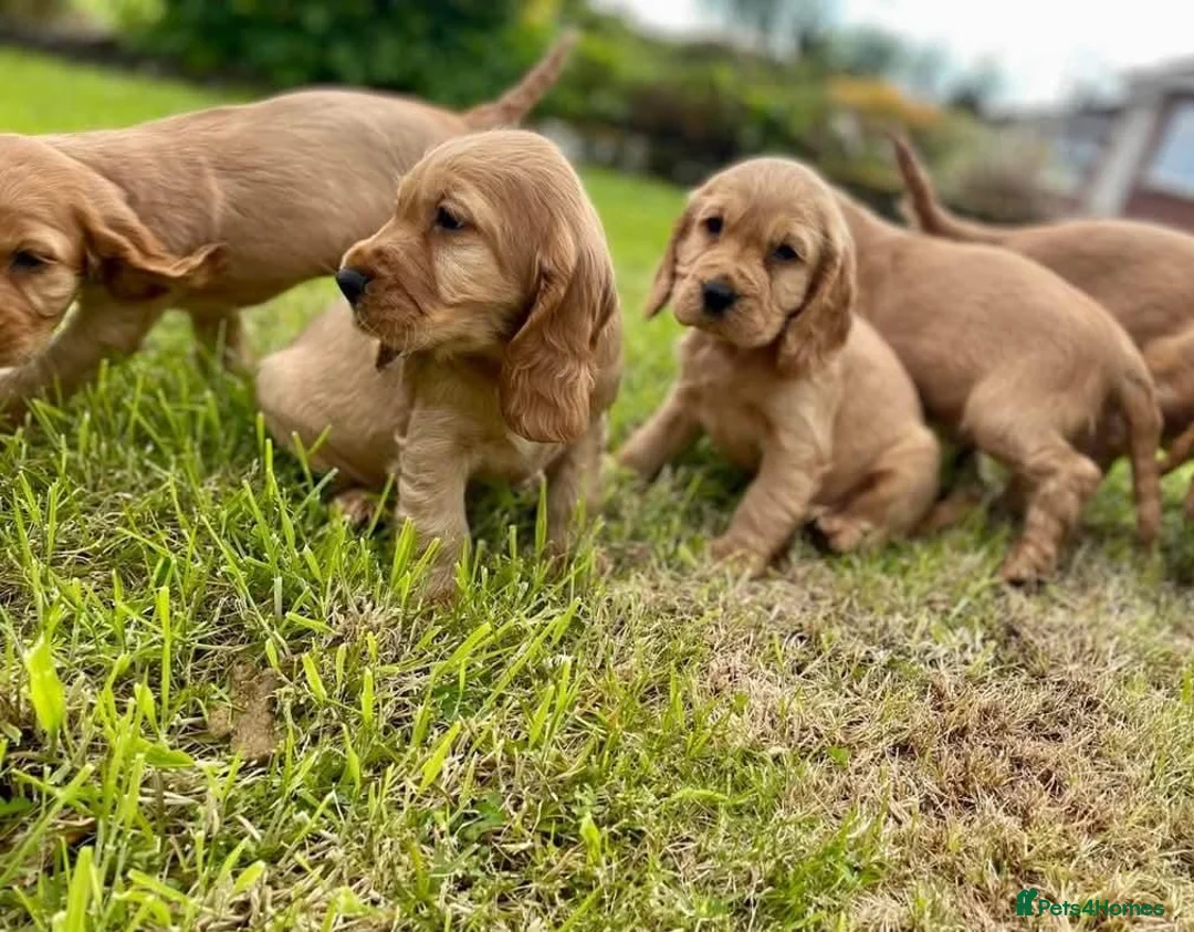 Cocker Spaniel dogs for sale: Stunning Showtype cocker spaniel puppies  - Advert 1