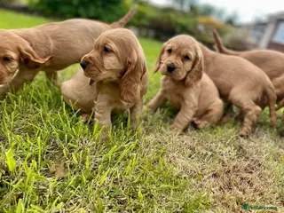 Cocker Spaniel dogs Stunning Showtype cocker spaniel puppies - Advert 1