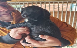 Sprocker dogs for sale: Working Strain Sprocker Puppies For Sale - Image 3