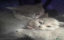 British Shorthair cats for sale: Beautiful British Shorthair Kittens  - Image 8